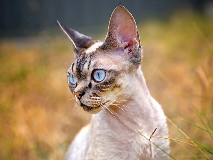 Devon Rex görseli 5