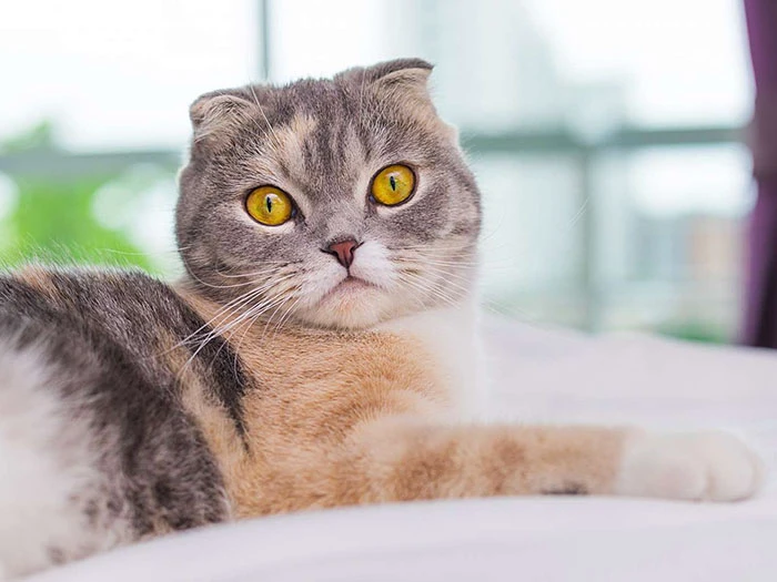 Scottish Fold görseli 5