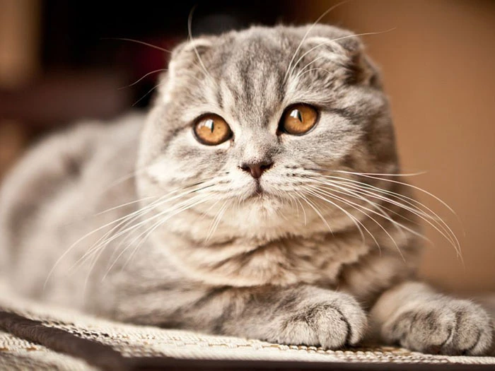 Scottish Fold görseli 1