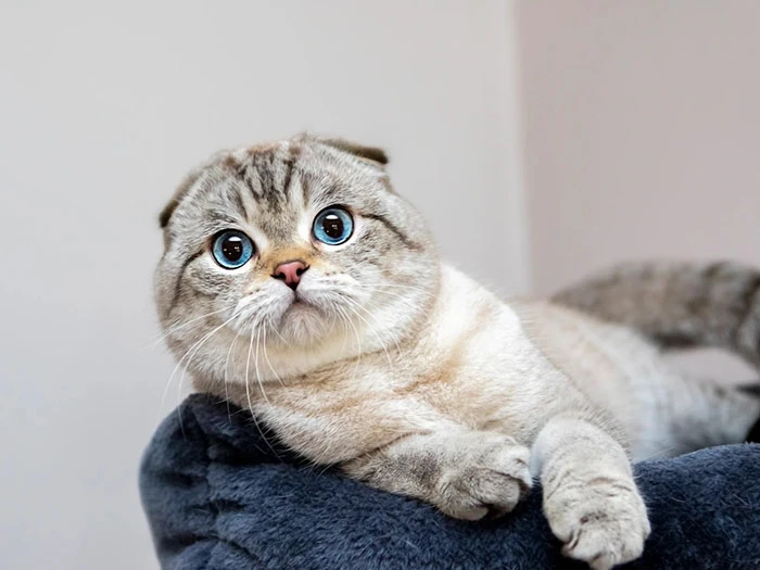 Scottish Fold görseli 2