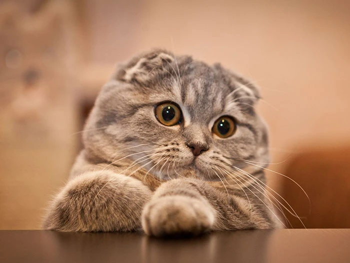 Scottish Fold görseli 4