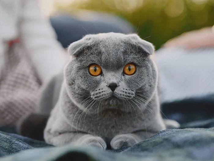 Scottish Fold görseli 6