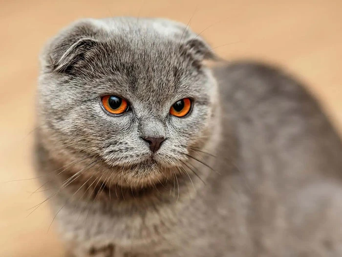 Scottish Fold görseli 3