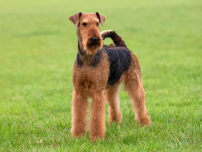 Airedale Terrier