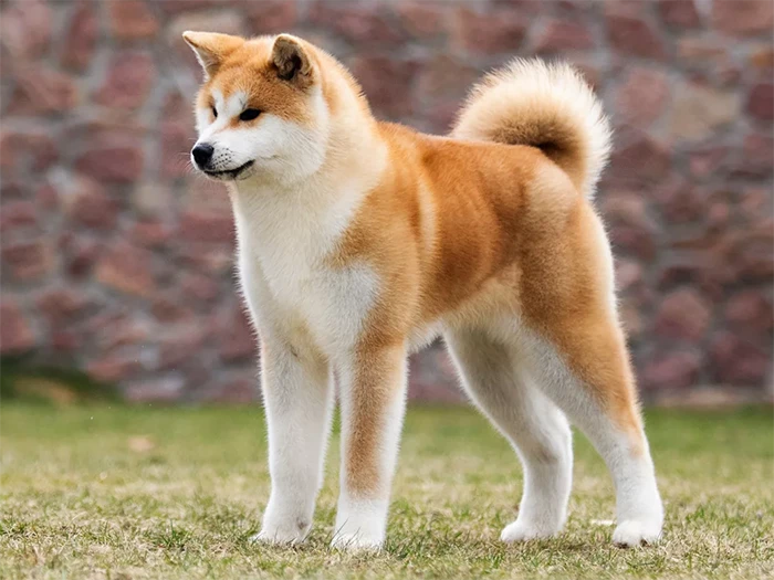 Akita Inu (Japon Akita)