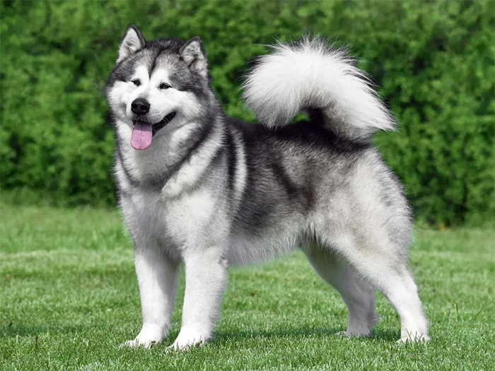 Alaskan Malamute