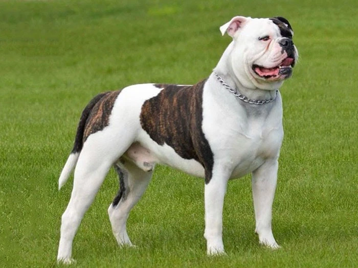 Amerikan Bulldog