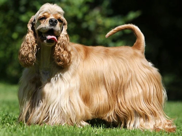 Amerikan Cocker Spaniel