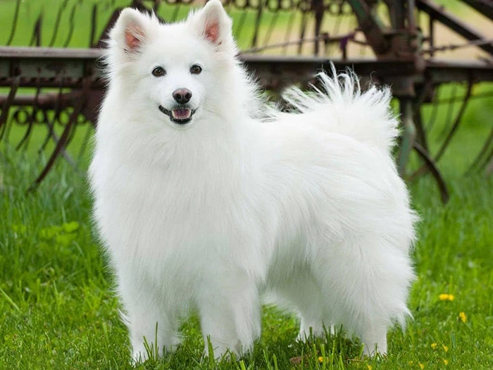 American Eskimo görseli 1