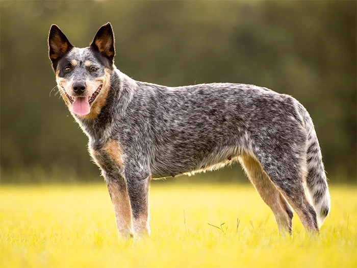 Australian Cattle Dog görseli 1