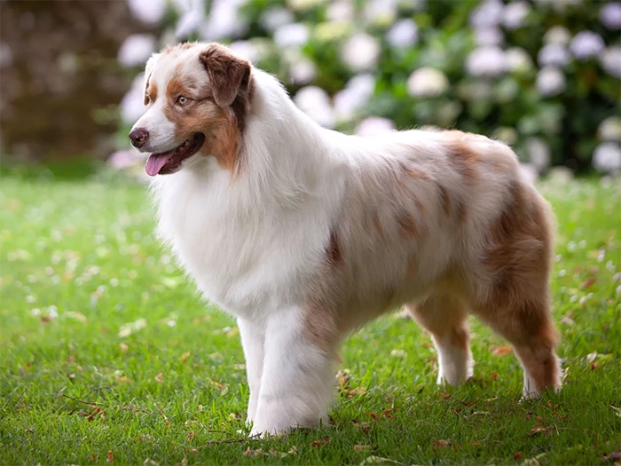 Australian Shepherd