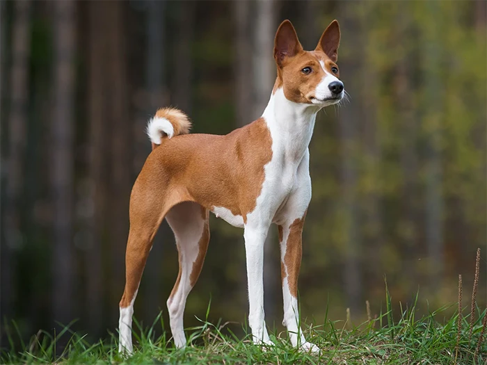 Basenji