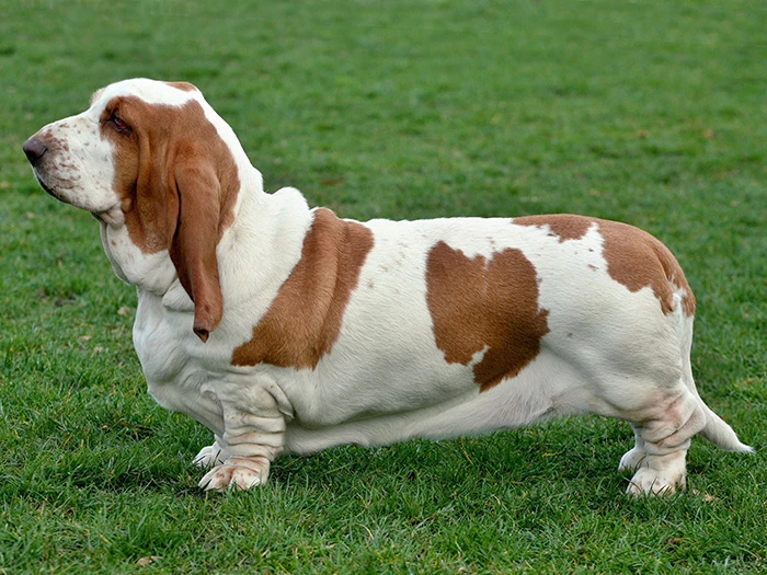 Basset Hound