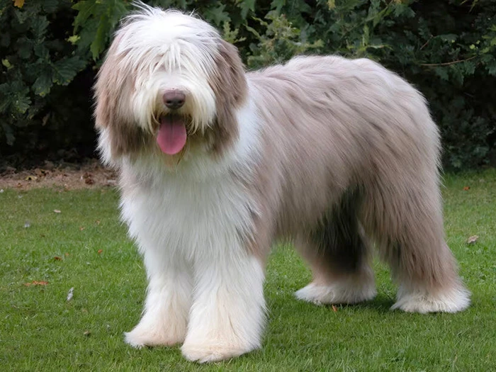 Bearded Collie