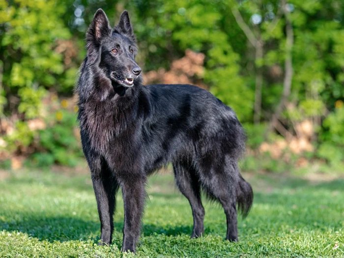 Belgian Shepherd