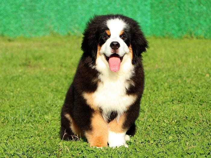 Bernese Mountain Dog görseli 1