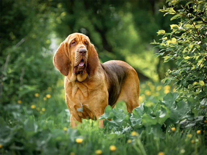 Bloodhound