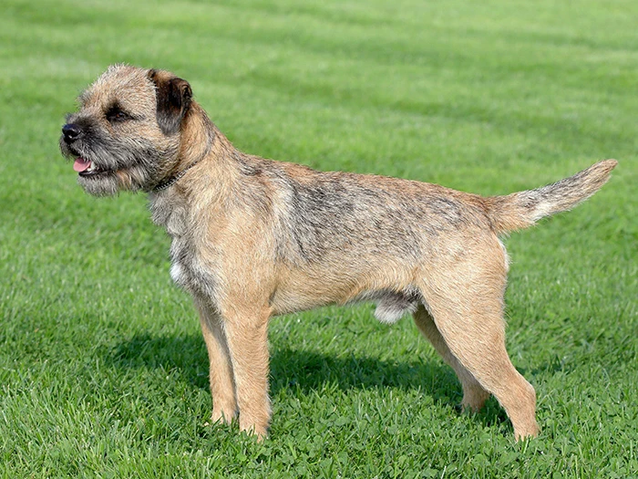 Border Terrier görseli 1