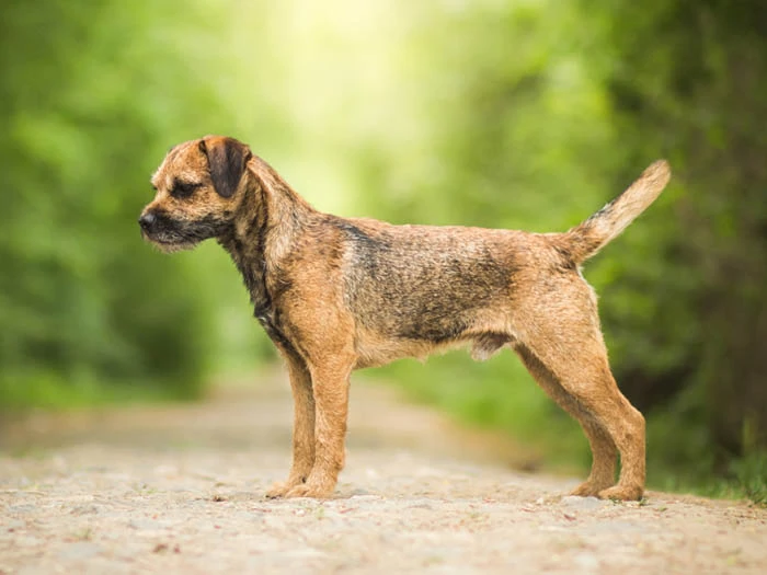 Border Terrier görseli 6