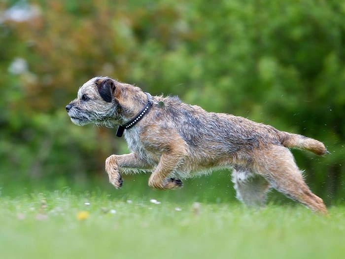 Border Terrier görseli 3