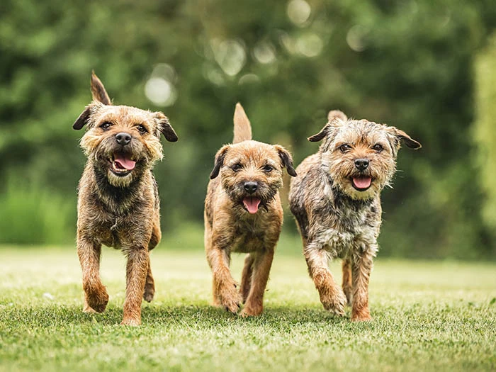 Border Terrier görseli 4