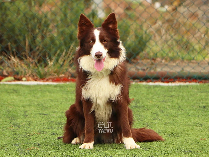 Border Collie görseli 1