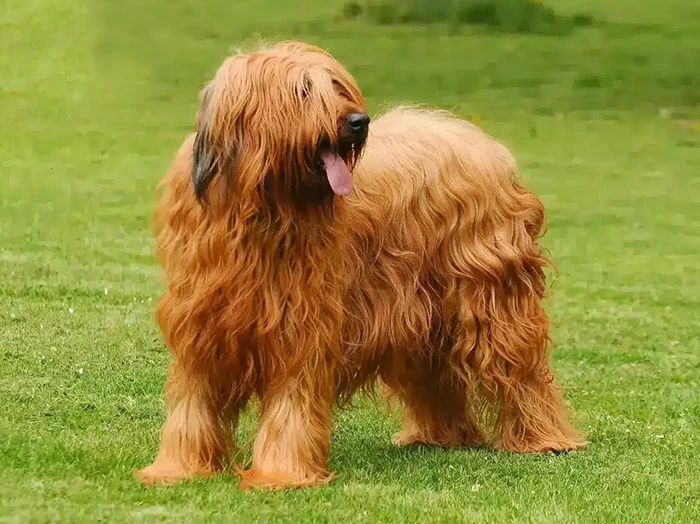 Briard