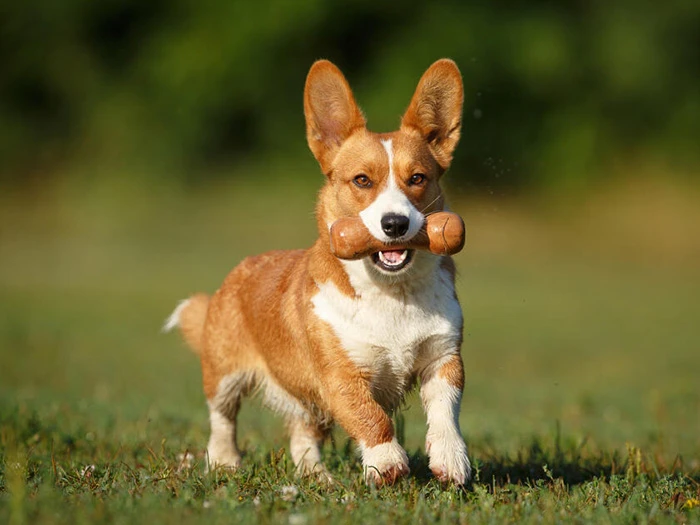 Cardigan Welsh Corgi