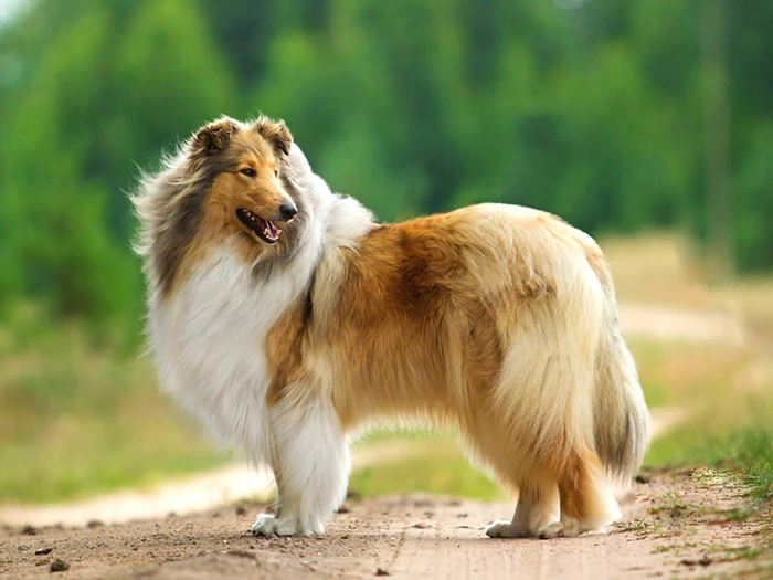 Collie