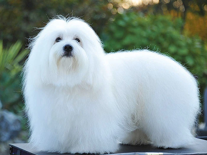 Coton de Tulear 4