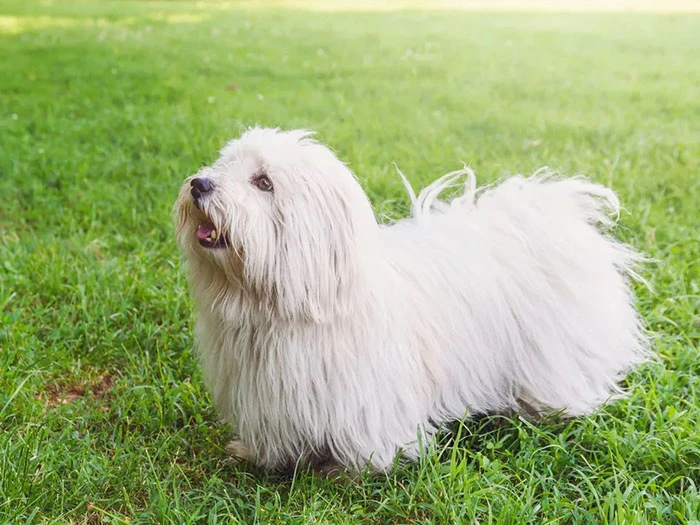 Coton de Tulear 5