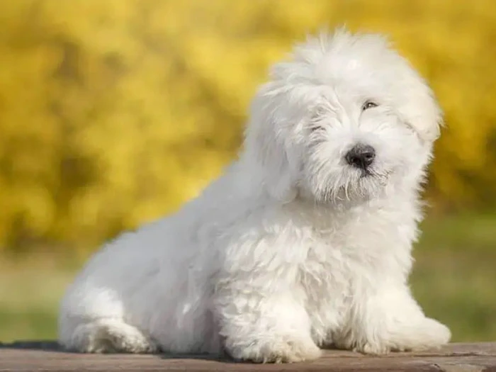 Coton de Tulear 3