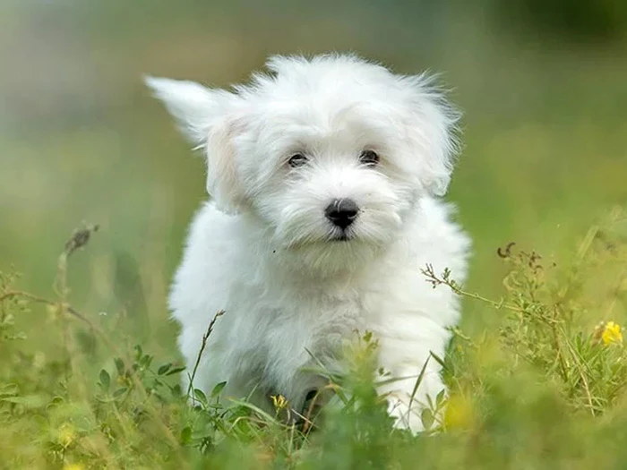 Coton de Tulear 2