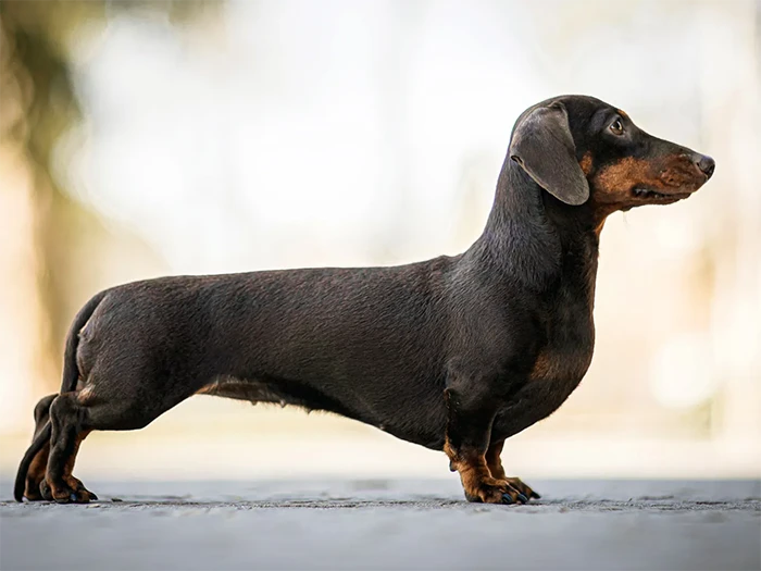 Dachshund 3