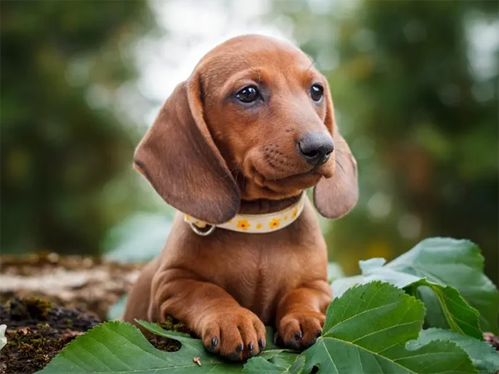 Dachshund 2