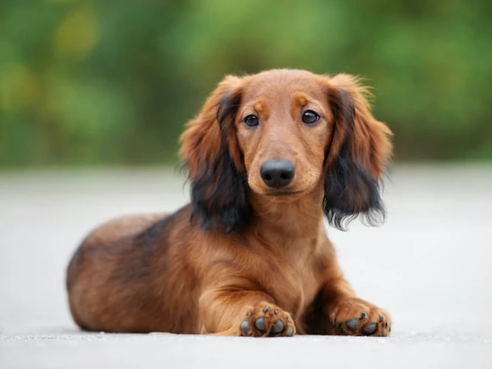 Dachshund 4