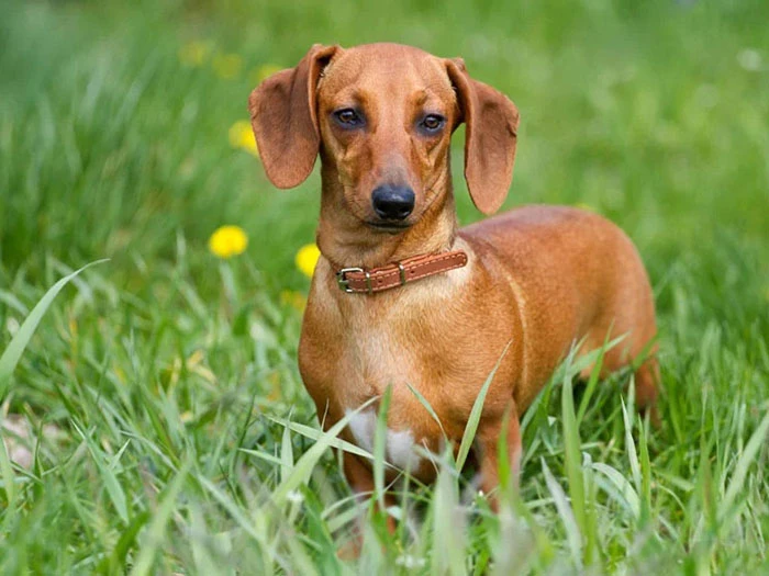 Dachshund 5