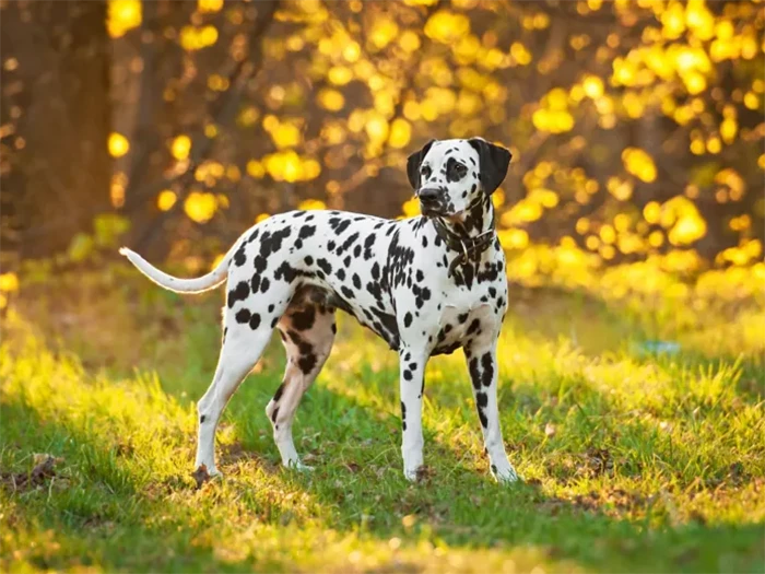 Dalmaçyalı Dalmatian