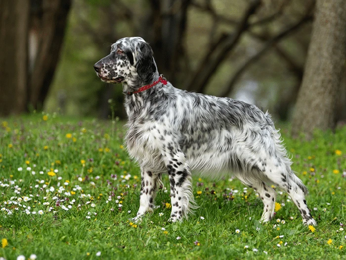 English Setter