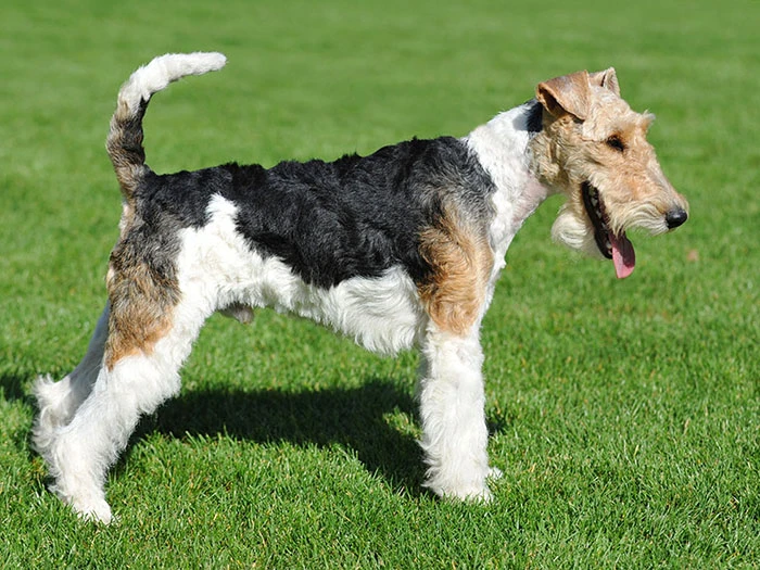 Fox Terrier