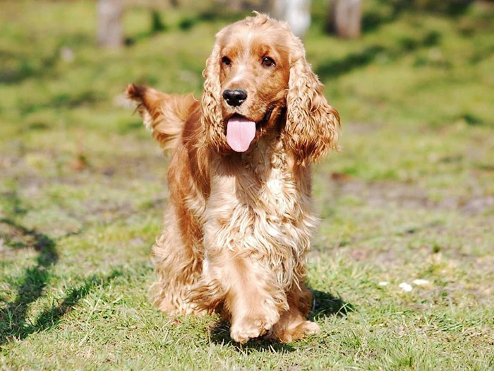 Golden Cocker Retriever görseli 1