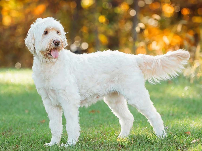 Goldendoodle görseli 1