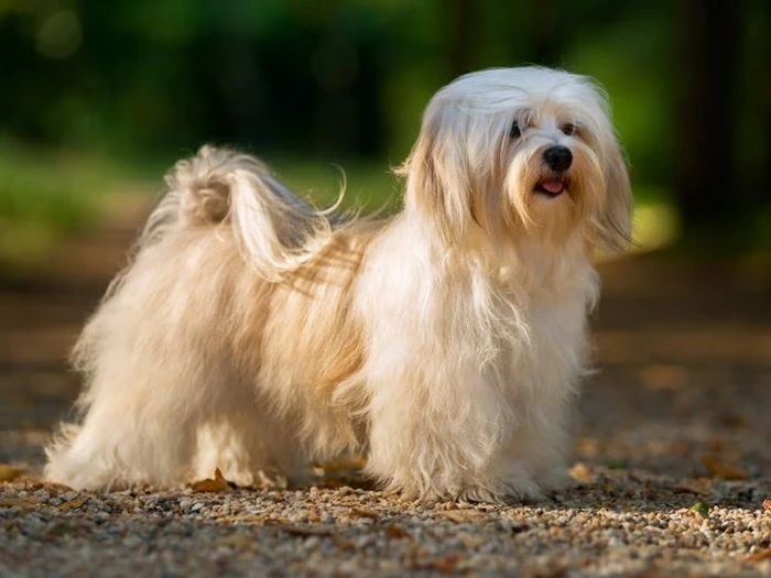 Havanese