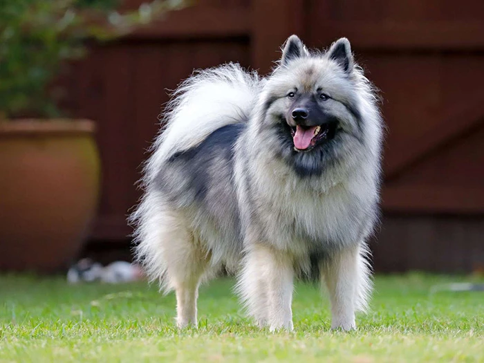 Keeshond