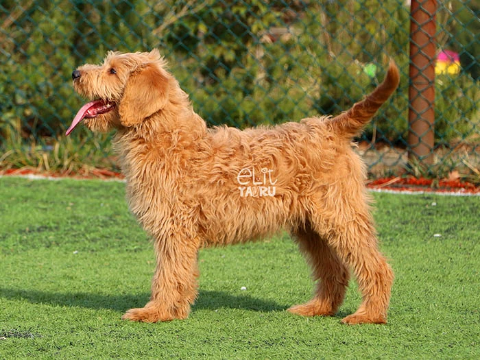 Labradoodle görseli 1