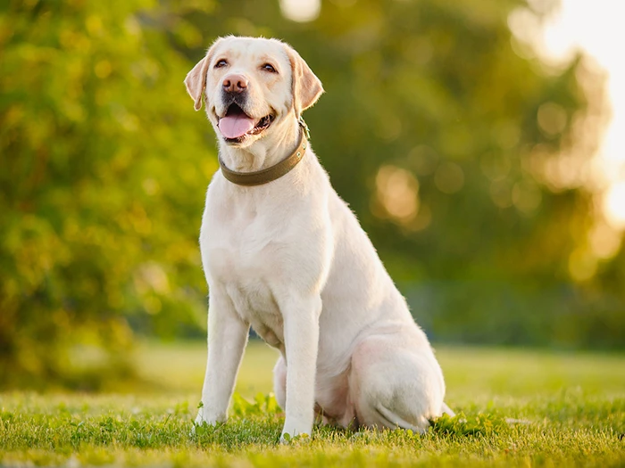 Labrador Retriever