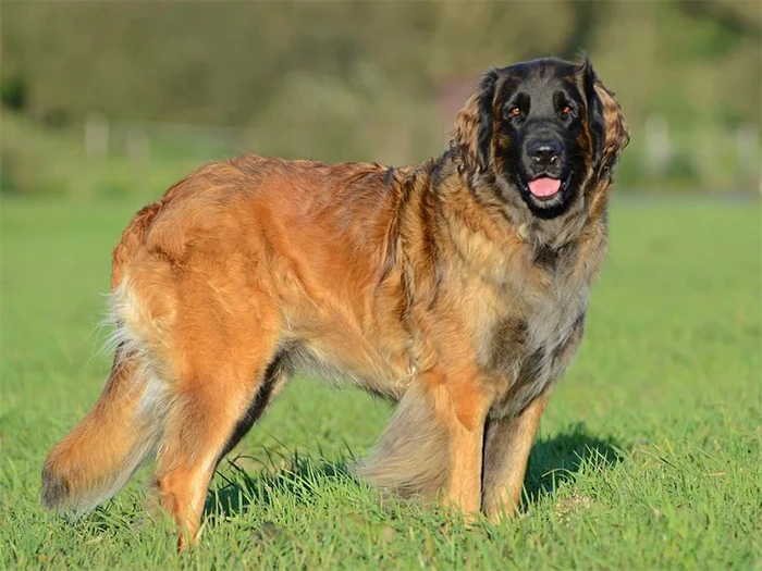 Leonberger görseli 1