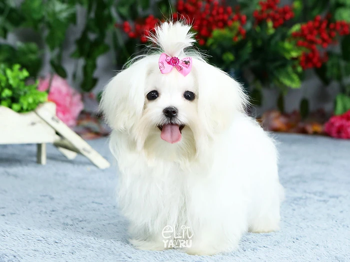 Maltese Terrier