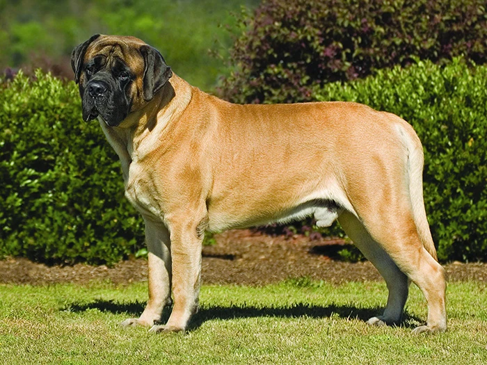 Mastiff