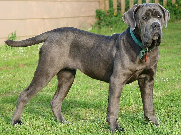 Napoliten Mastiff